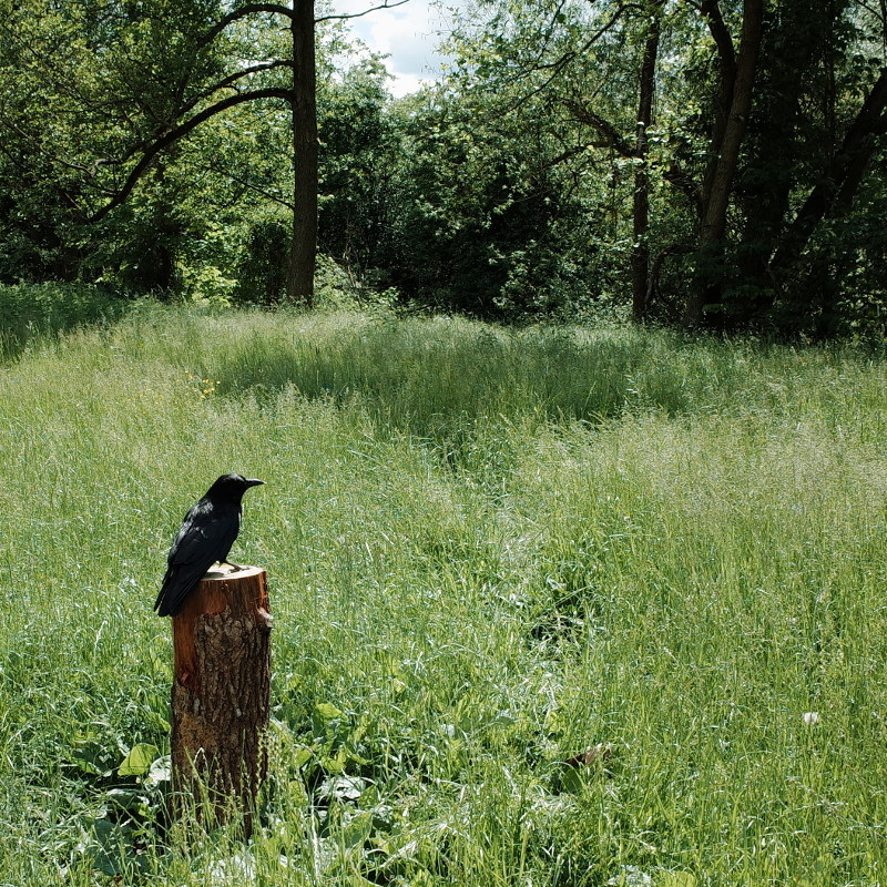 a crow sitting on a wooden post in a green field with trees in the background, the sun is shining